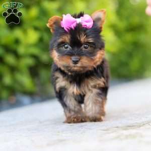 Lola, Yorkie Puppy